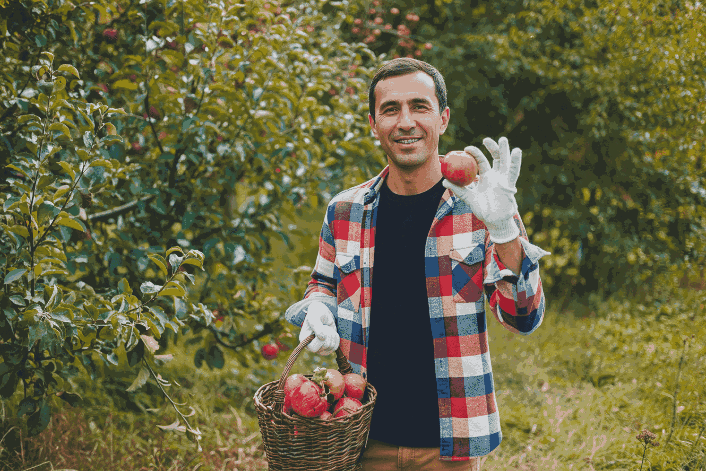 Сборщики урожая